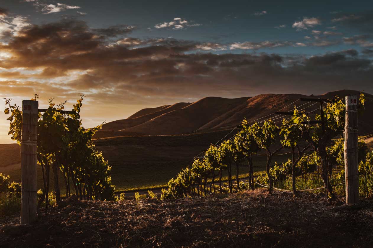 selective-focus-shot-vine-trees-captured-beautiful-vineyard-twilight